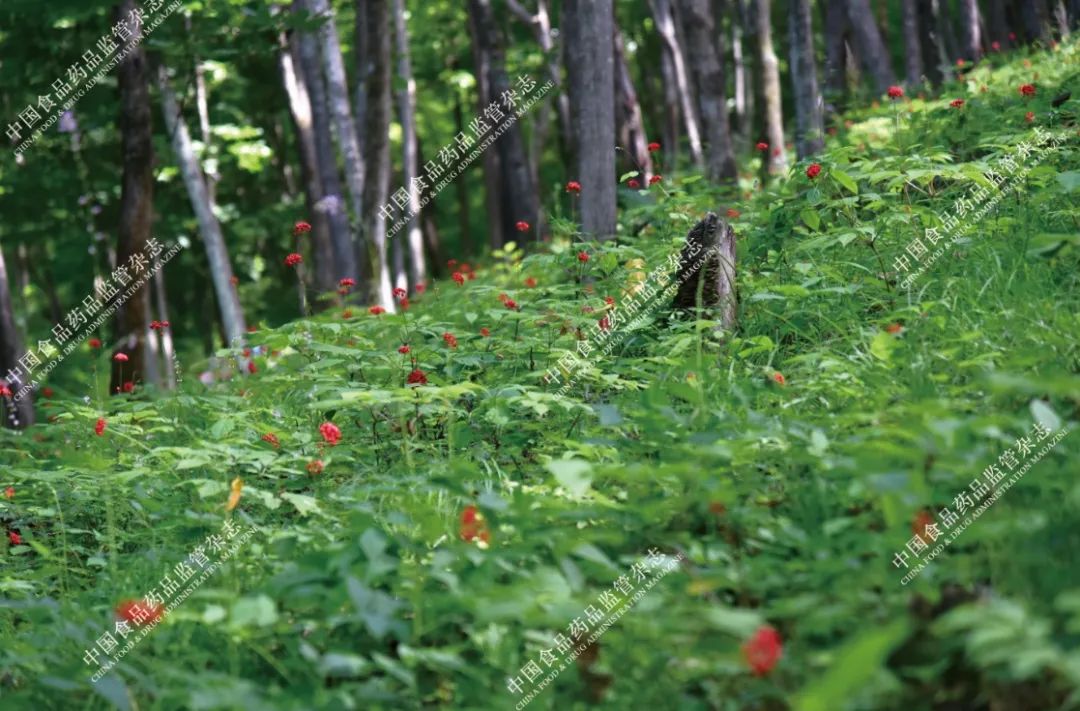 Exploring the Essence of Traditional Chinese Medicine: Ginseng