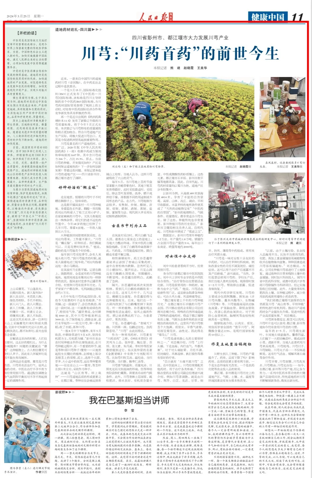 Chuan Xiong: The Premier Medicinal Herb of Sichuan