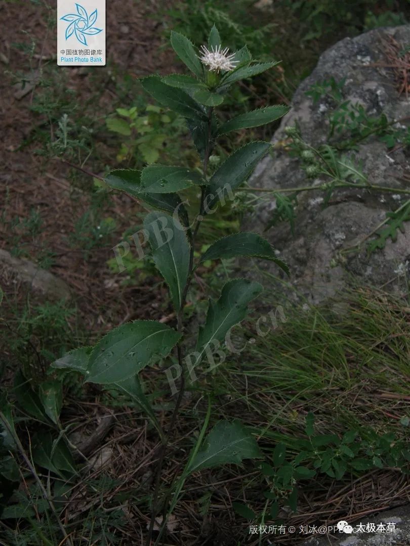 Bai Zhu (Atractylodes) - Historical and Modern Applications in TCM for Various Conditions