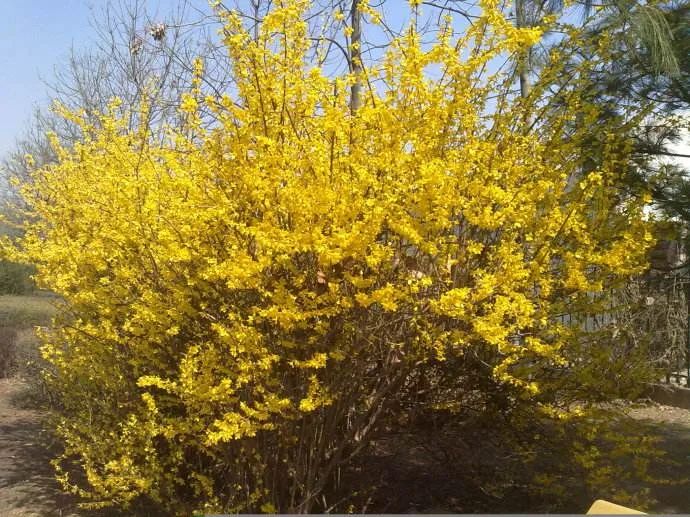 The Culture of Traditional Chinese Medicine | Local Medicinal Herbs