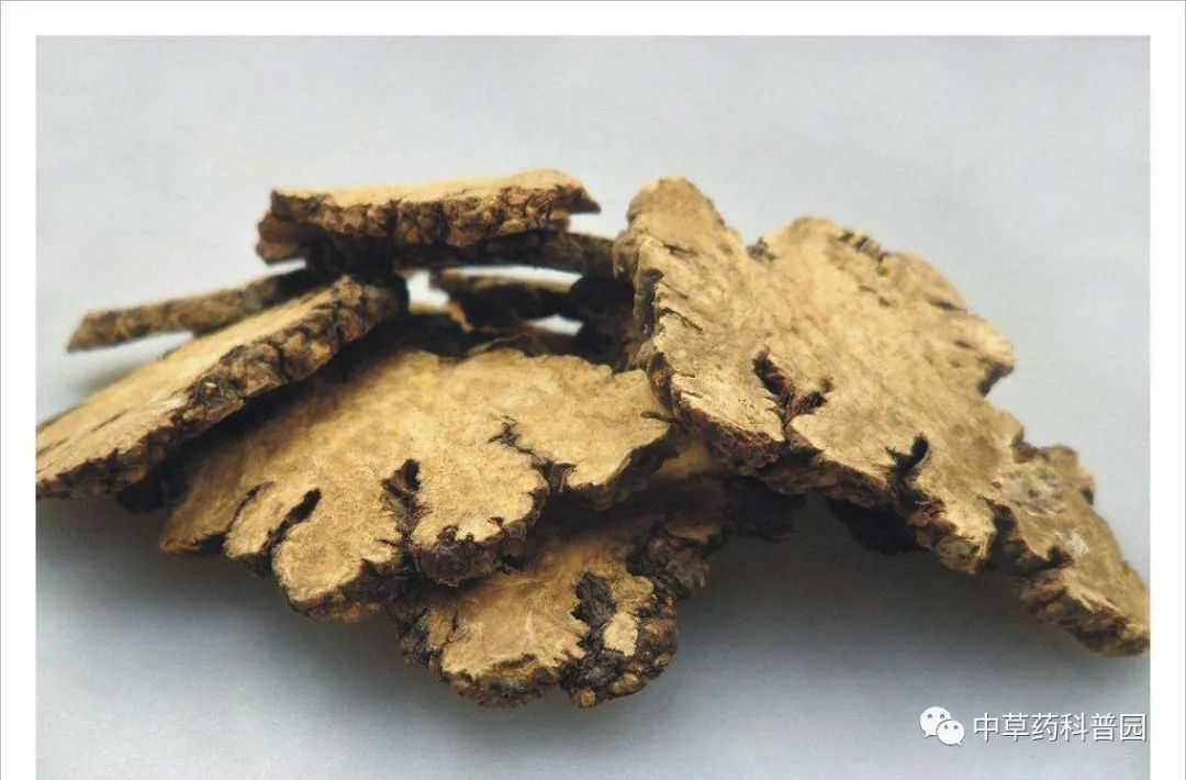 Chuanxiong (Ligusticum Chuanxiong) - A Comprehensive Overview