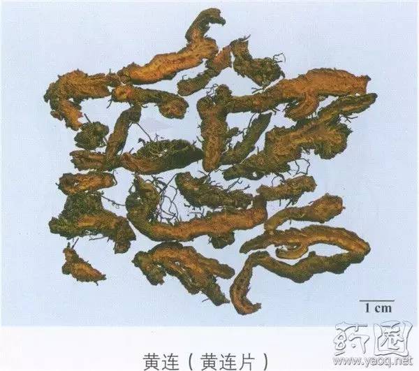 Understanding Huang Lian: A Comprehensive Overview of Coptis