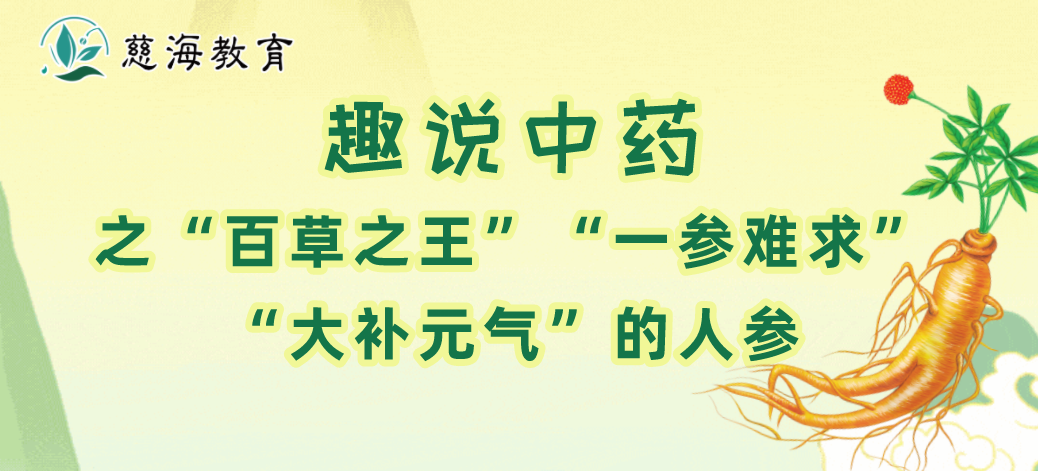 Daily Learning of a Chinese Herb: Ginseng
