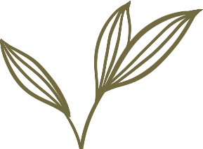 Honeysuckle: A Comprehensive Overview