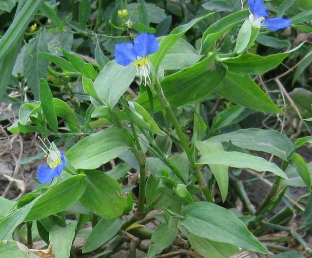 A Comprehensive Guide to 50 Common Medicinal Herbs in Rural China