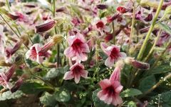 Illustrated Materia Medica: The Authentic Medicinal Herb 'Shu Di Huang'