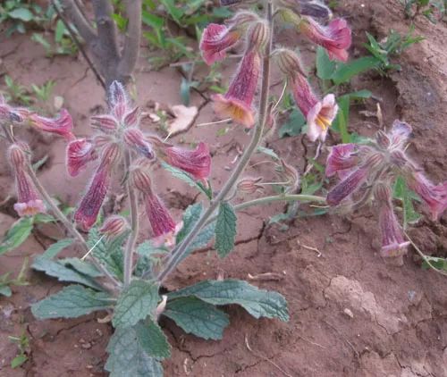 The Efficacy and Functions of Shudi Huang (Rehmannia Glutinosa) — Knowledge of Chinese Herbal Medicine