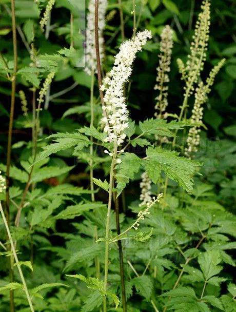 Identifying Chinese Medicinal Herbs Through Images: Exploring the 'Compendium of Materia Medica' (Part 3)