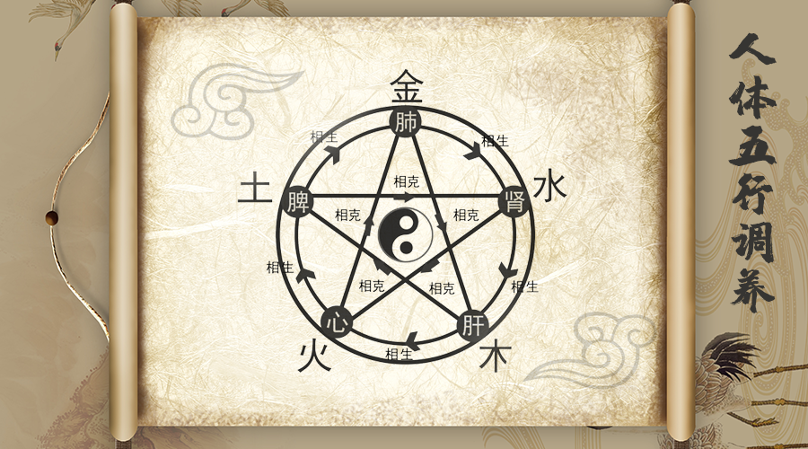 Traditional Chinese Medicine: The Interconnectedness of the Five Organs and Its Health Principles