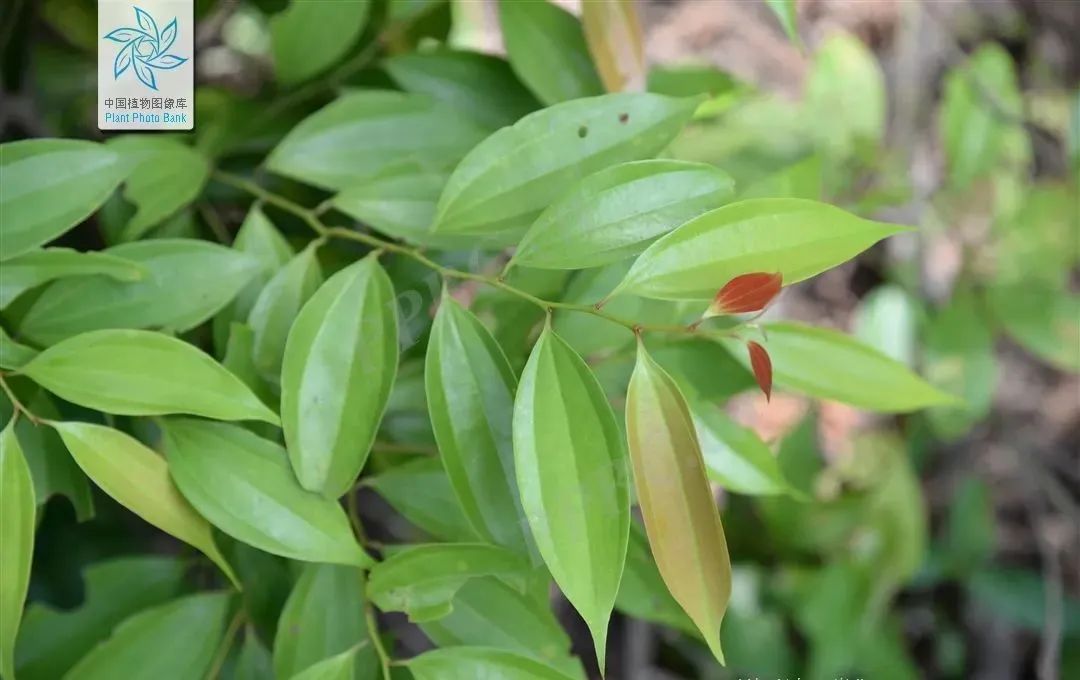 Traditional Chinese Medicine: Cinnamon (Rou Gui)