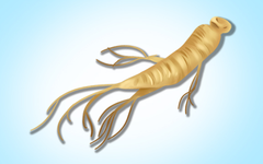 The Effects and Functions of Ginseng: Can Ginseng Tea Be Consumed Daily?