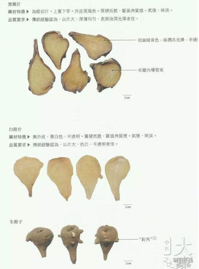 Understanding Fuzi (Aconite)