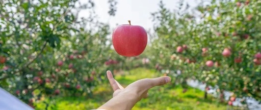 What Should Children with Spleen Qi Deficiency Pay Special Attention to When Eating Fruits in Autumn?