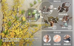 The Efficacy of Lianqiao (Forsythia suspensa): Reducing Swelling, Clearing Heat, and Detoxifying
