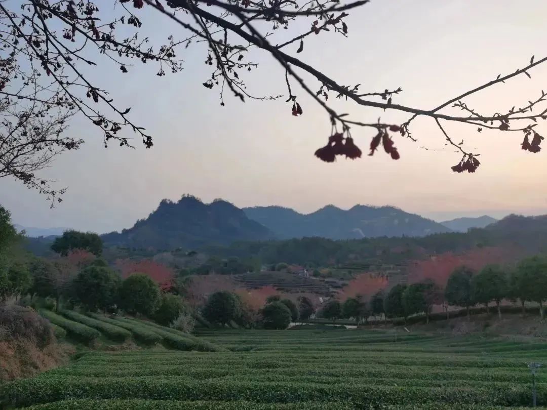 The Aromatic Power of Cinnamon in Wuyi Rock Tea