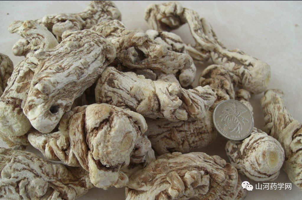 Angelica Sinensis: A Comprehensive Overview