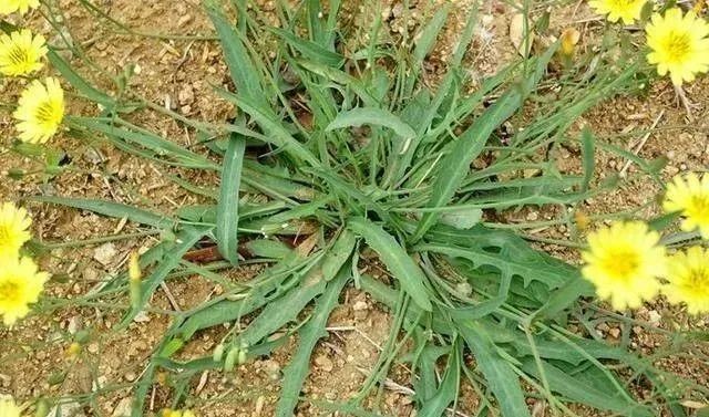 12 Herbs for Clearing Heat and Detoxification: Recommended for All Ages!