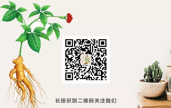 The Efficacy and Functions of Chuanxiong (Ligusticum chuanxiong)