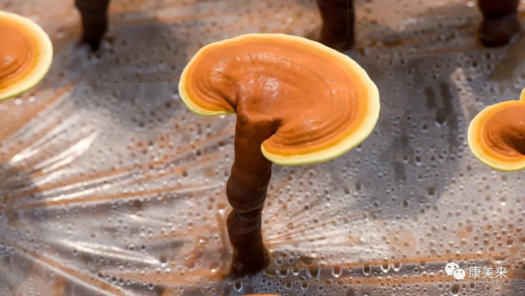 How to Regulate the Balance of Yin and Yang in the Body for Health and Longevity