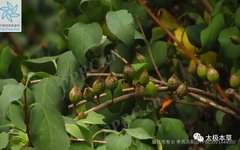 A Handful of Forsythia: Treating Seven Conditions Including Acute Nephritis, Purpura, and Retinal Hemorrhage