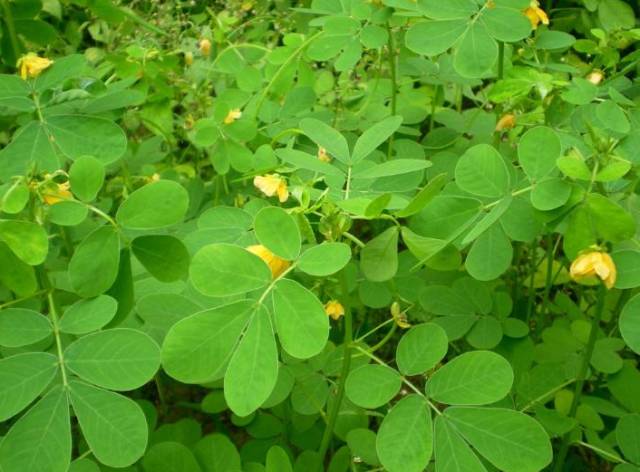 A Comprehensive Guide to 50 Common Medicinal Herbs in Rural China