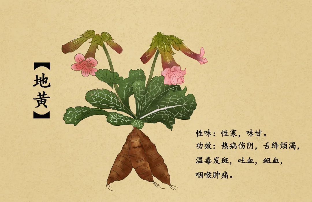 The Distinct Effects of Raw and Cooked Rehmannia
