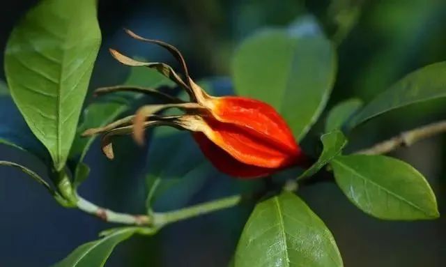 9 Types of Heat-Clearing and Detoxifying Chinese Herbs