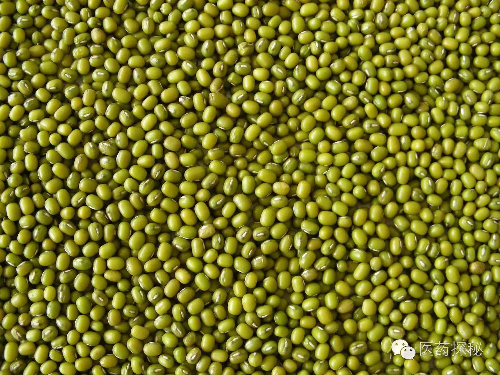 Nourishing with Grains: 6 Types of Beans for Summer Health