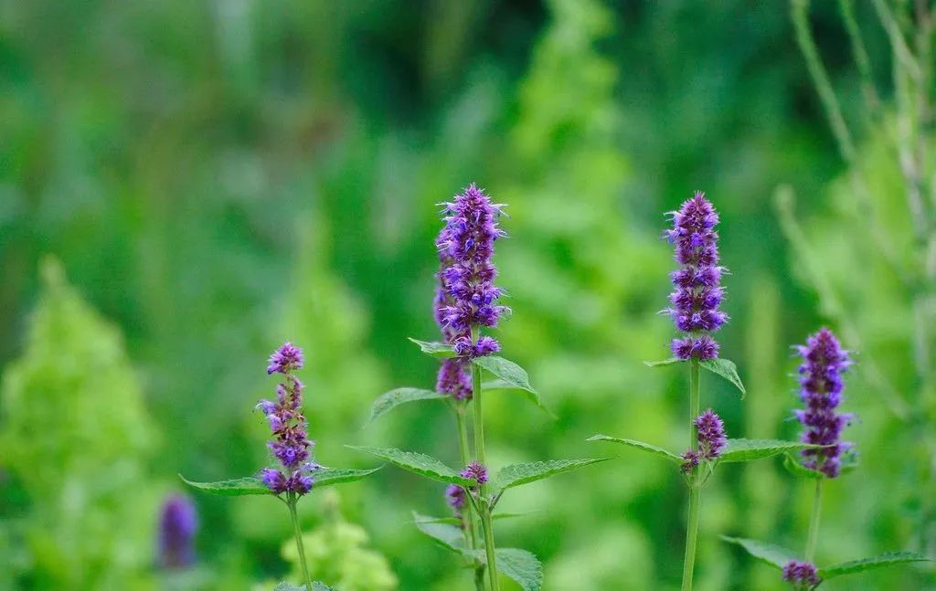 Five Blood-Invigorating Herbs: The "Holy Medicines" for Blood Stasis and Regulation of Blood Stasis Constitution