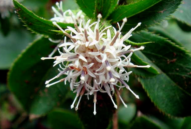 Understanding Cang Zhu (Atractylodes) in Traditional Chinese Medicine