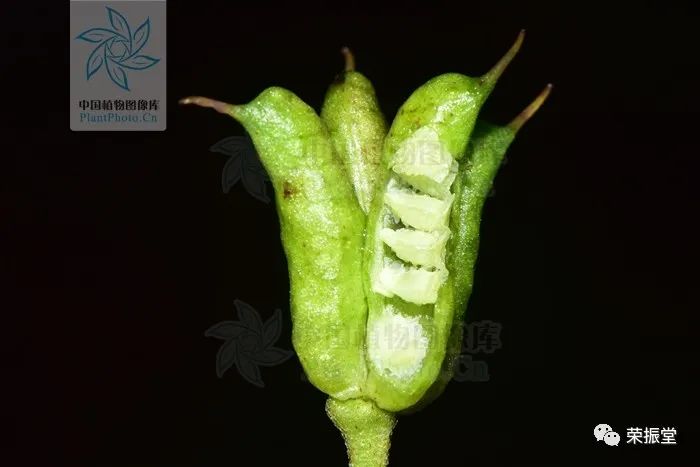 A Detailed Discussion on Chinese Herbal Medicine | Fu Zi (Aconite)
