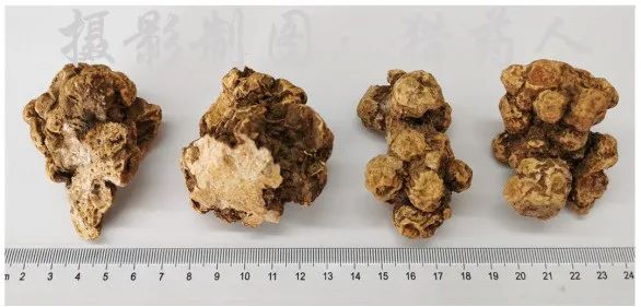 Understanding Traditional Chinese Medicine: Cang Zhu (Atractylodes)
