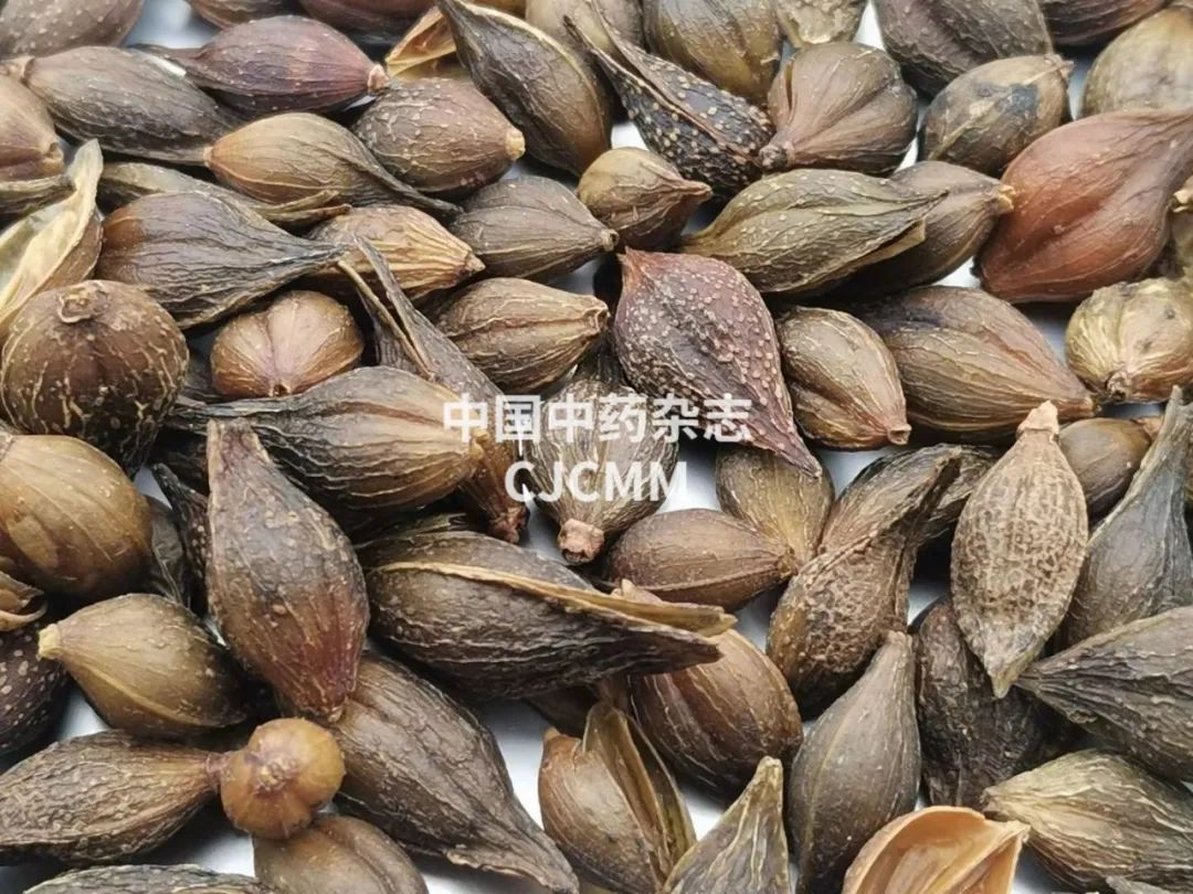 How to Use Yin Qiao San for Heat Clearing and Detoxification? Effective for Colds, Coughs, and Sore Throats!