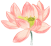 The Marvelous Medicinal Herb: Jin Yin Hua (Honeysuckle)