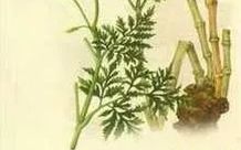 Chuanxiong (Ligusticum chuanxiong) - A Comprehensive Overview
