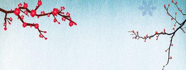 Understanding Shudi Huang (Rehmannia Glutinosa) in Traditional Chinese Medicine