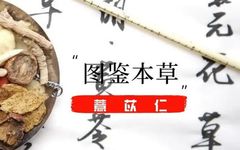 Illustrated Materia Medica: The Authentic Medicinal Material "Yi Yi Ren"