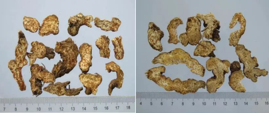 The Sacred Herb for Strengthening the Spleen: Cang Zhu