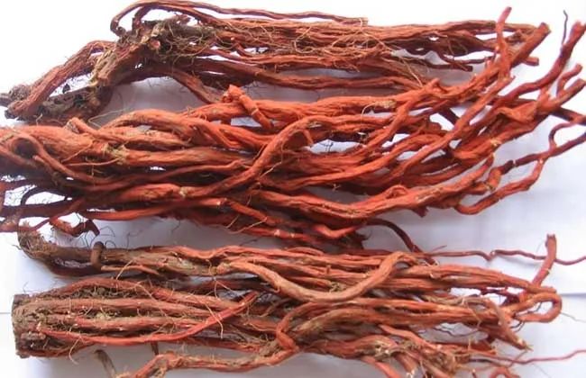 The Efficacy and Uses of Danshen (Salvia miltiorrhiza) and Its Proper Consumption Methods