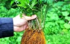 Huang Lian: A Remarkable Antibacterial and Anti-inflammatory Herb