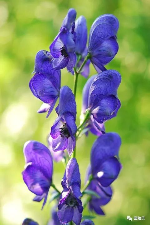 The Story of the Herb Fuzi (Aconite)