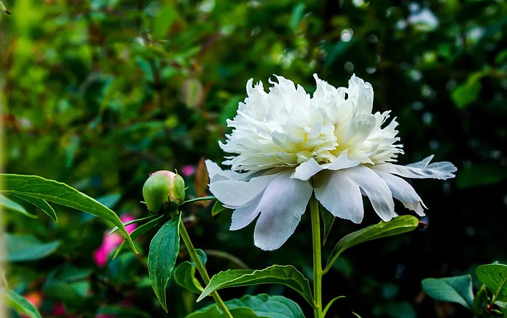 Anti-Cancer Chinese Herbal Medicine: The Efficacy and Functions of Bai Shao