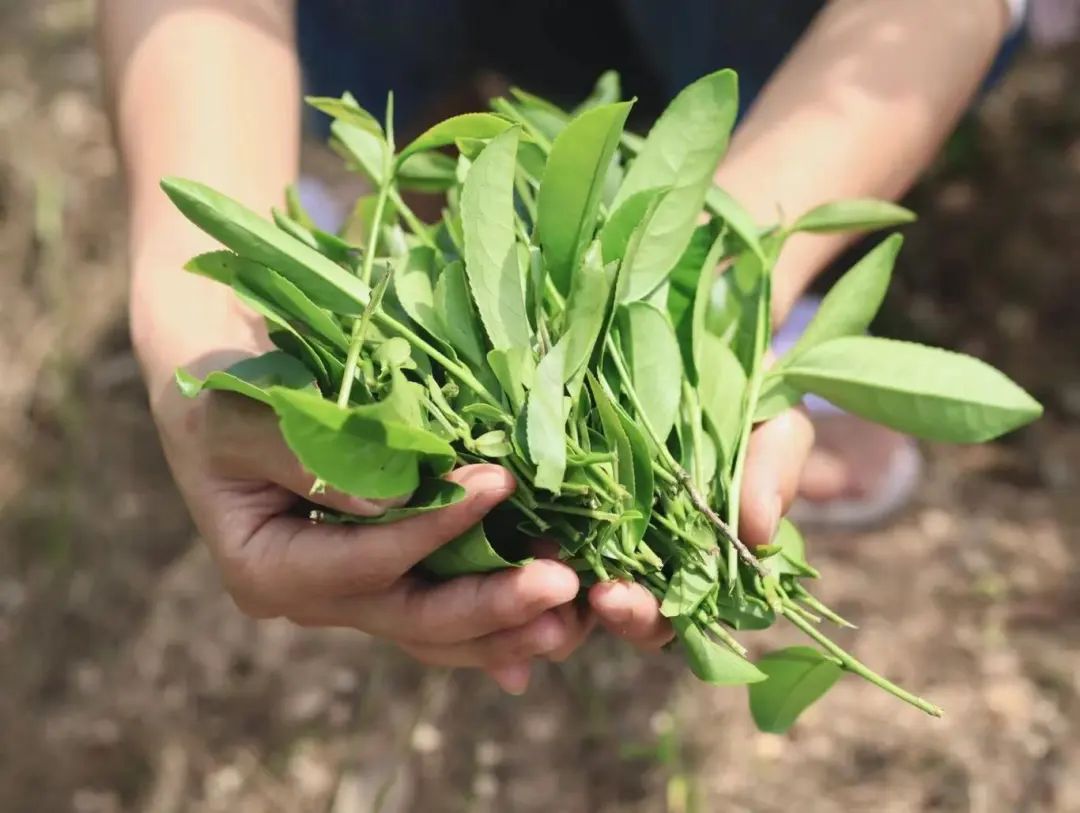 The Enduring Charm of Wuyi Rock Tea's Star: Wuyi Rougui