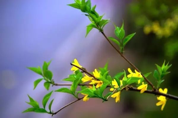 Daily Learning of a Chinese Herb: Lian Qiao (Forsythia suspensa)