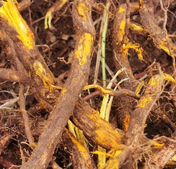 Huang Lian: A Bitter and Cold Herb with Remarkable Medicinal Value