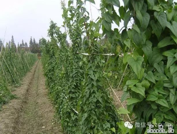 The 16 Medicinal Herbs Mentioned in Jay Chou's "Compendium of Materia Medica"