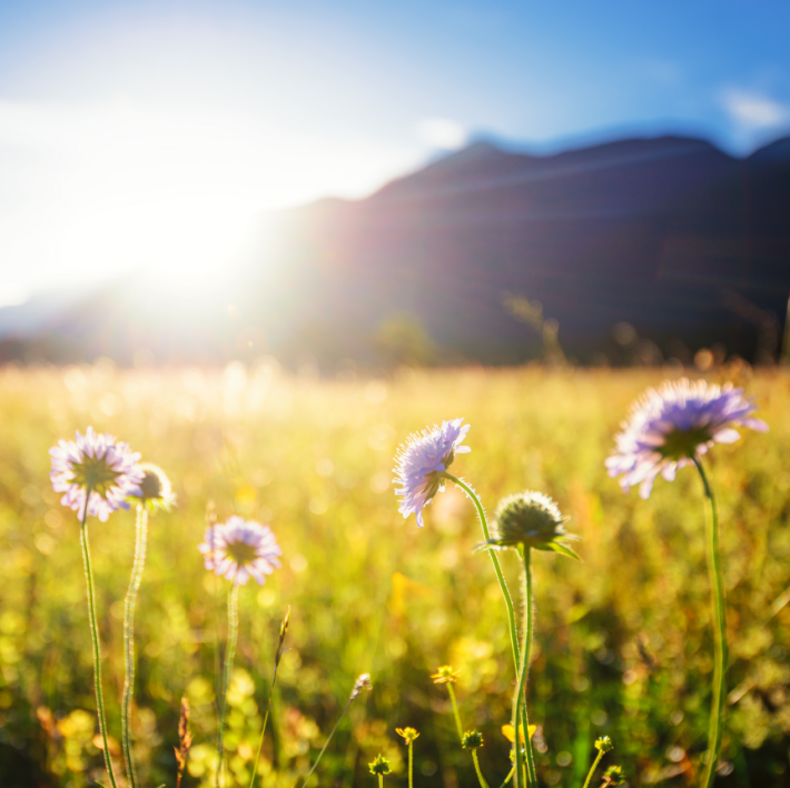 Spring Equinox: A Time for Balancing Yin and Yang, Harmonizing Qi and Blood