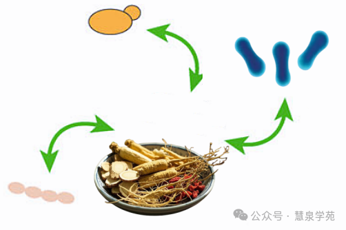 Unlocking the Secrets of Efficient Microbial Fermentation Processes in Traditional Chinese Medicine