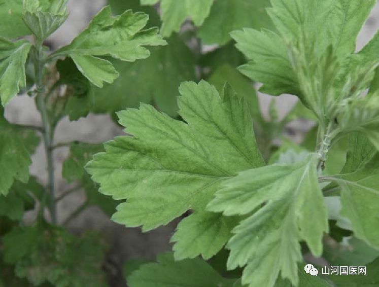 Bencao Gangmu: Mugwort (Ai Cao)