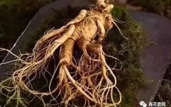 The Efficacy, Consumption Methods, and Suitable Groups for Fresh Ginseng: One of the Three Treasures of Northeast China